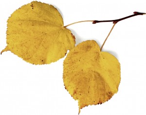 Sprig of linden with yellow leaves isolated on white background